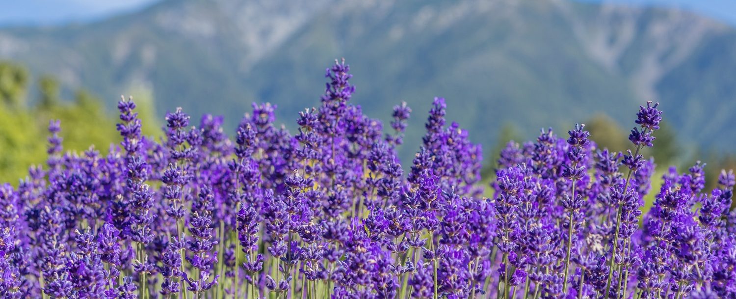 Natural Lavender Farm