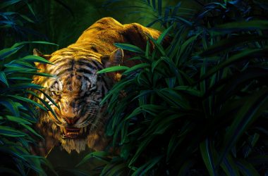 Tiger Mowgli Wallpaper