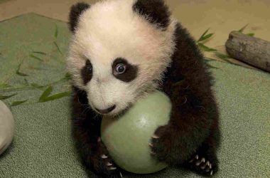 Awesome Cute Panda
