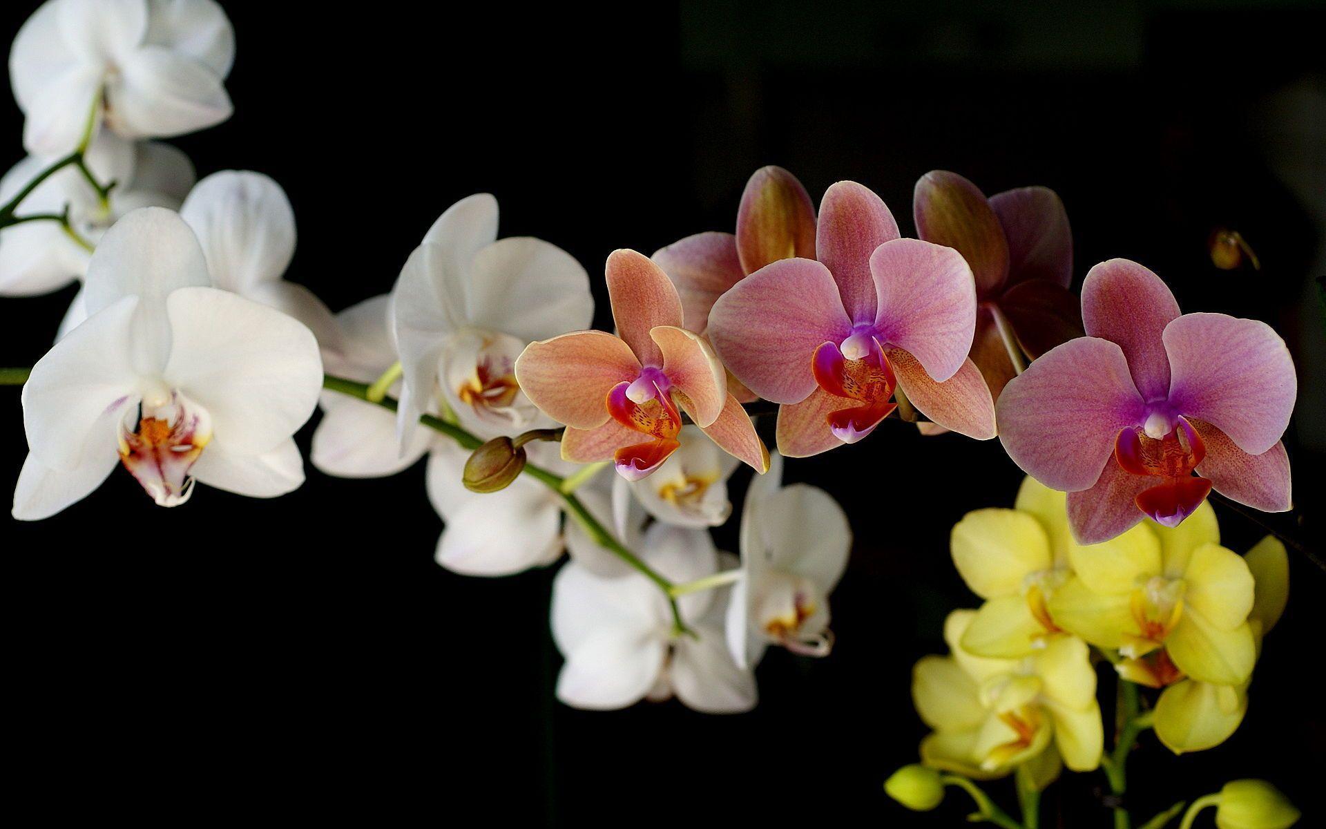 Awesome Orchid Wallpaper