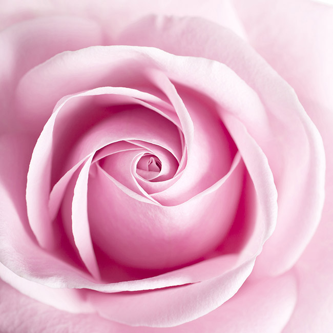 HD Pink Rose