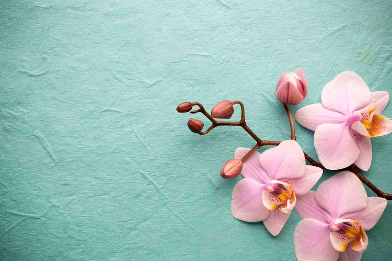Landscape Orchid Wallpaper