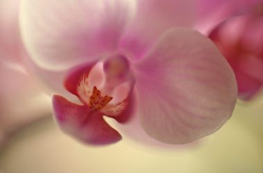 Natural Orchid Wallpaper
