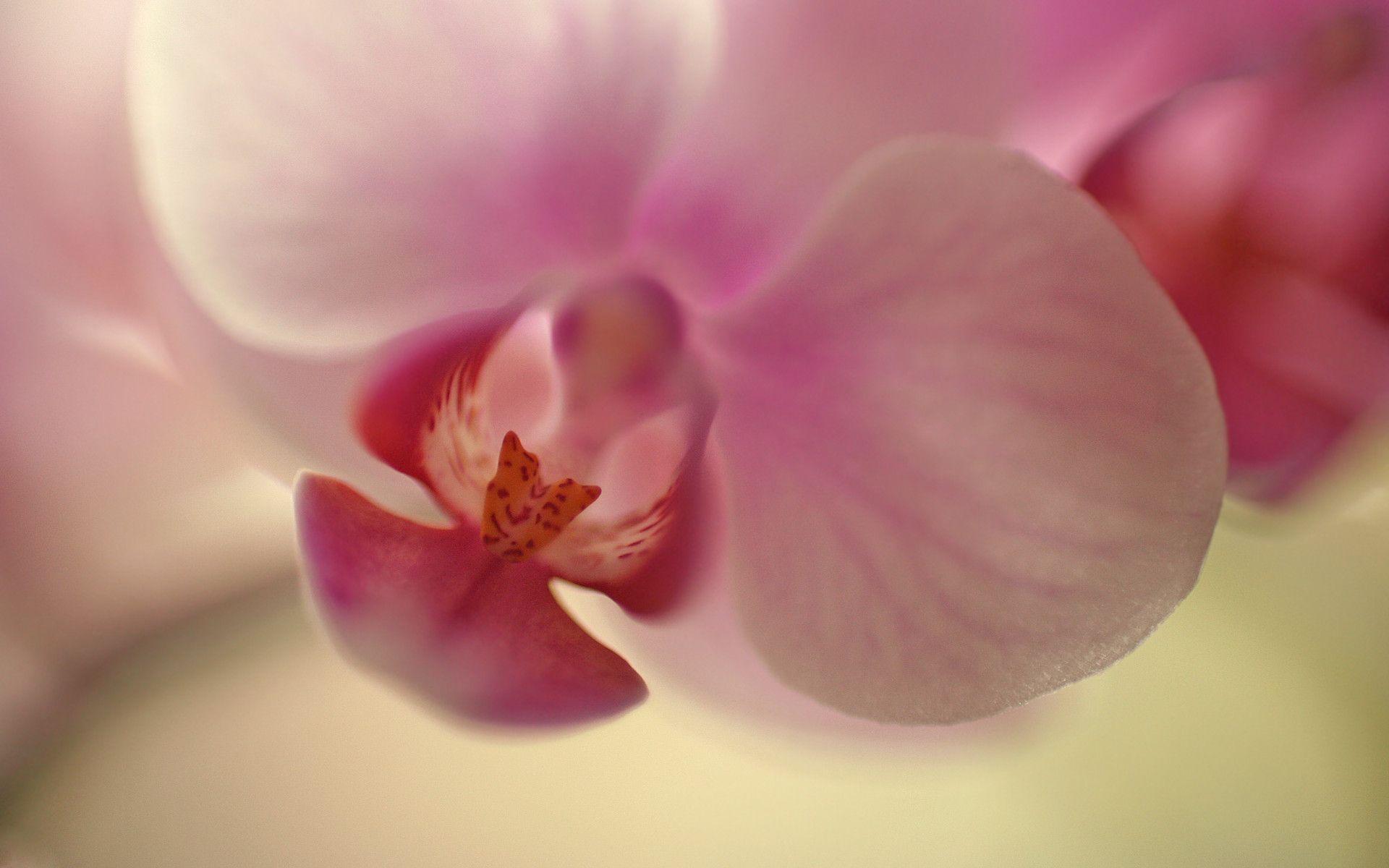 Natural Orchid Wallpaper