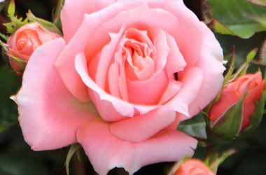HD Rose Flower