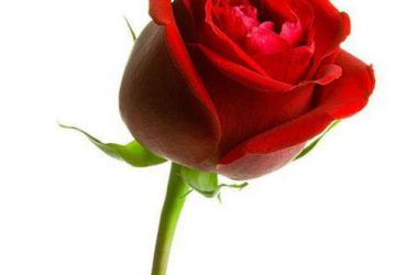 Natural Rose Flower