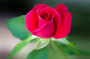 Nice Rose Flower