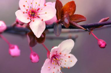 Top Cherry Blossom