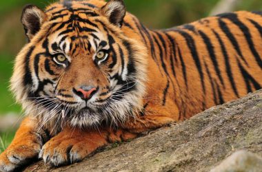 Animal Sumatran Tiger