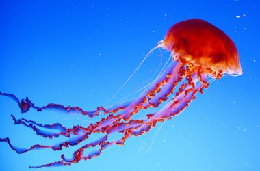 Best Jellyfish