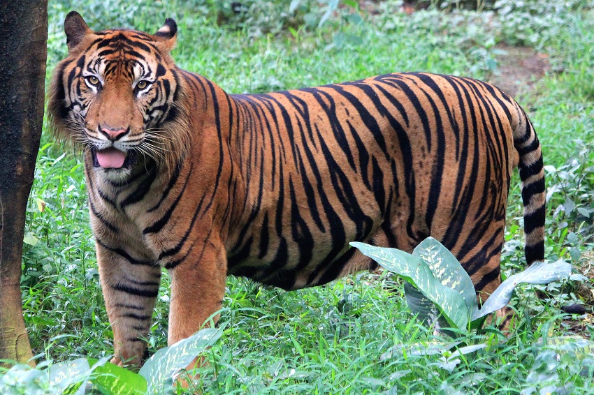 Brown Sumatran Tiger