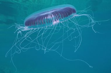 Free Jellyfish