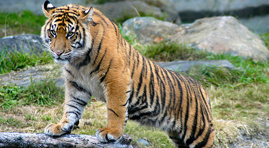 Natural Sumatran Tiger
