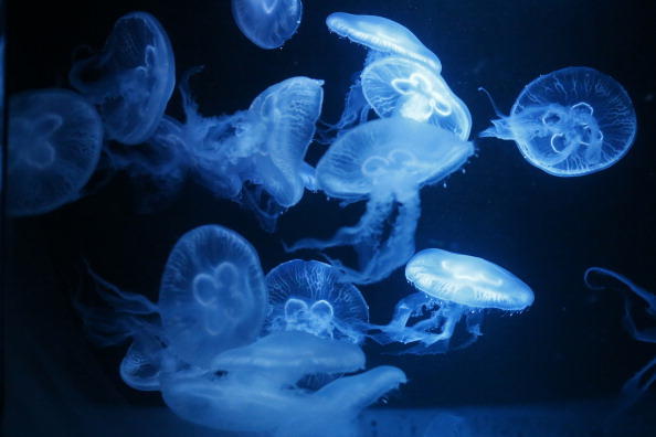 Super Jellyfish