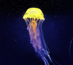Top Jellyfish