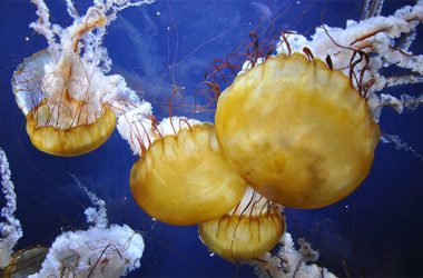 Widescreen Jellyfish