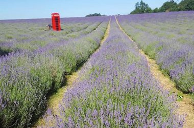 Awesome Lavender Field
