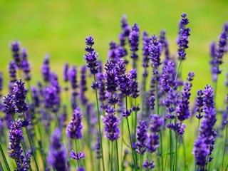 Beautiful Lavender Flowers