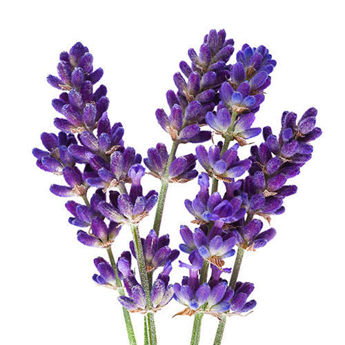 Free Lavender Flowers