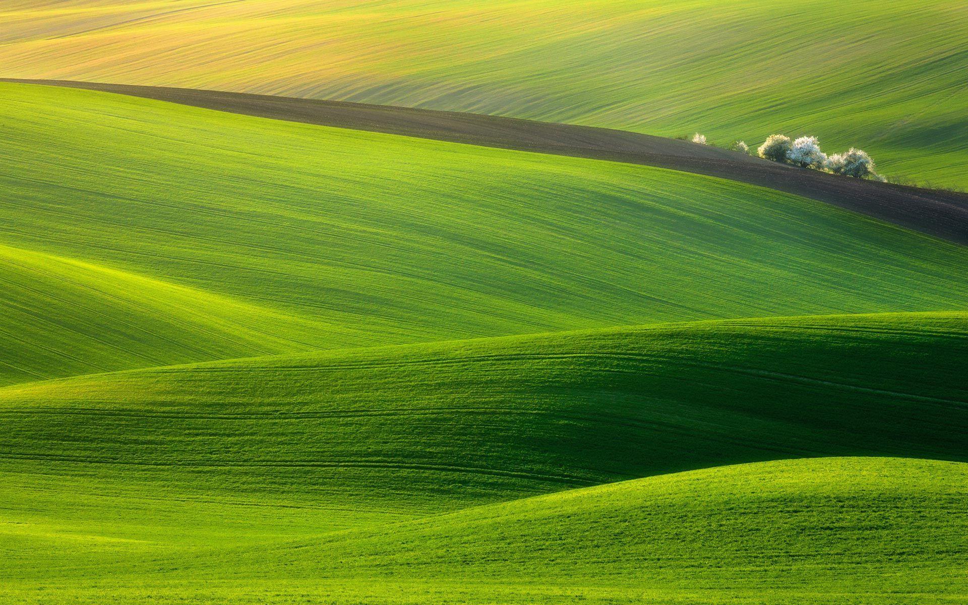 Green Grass Hills Wallpaper