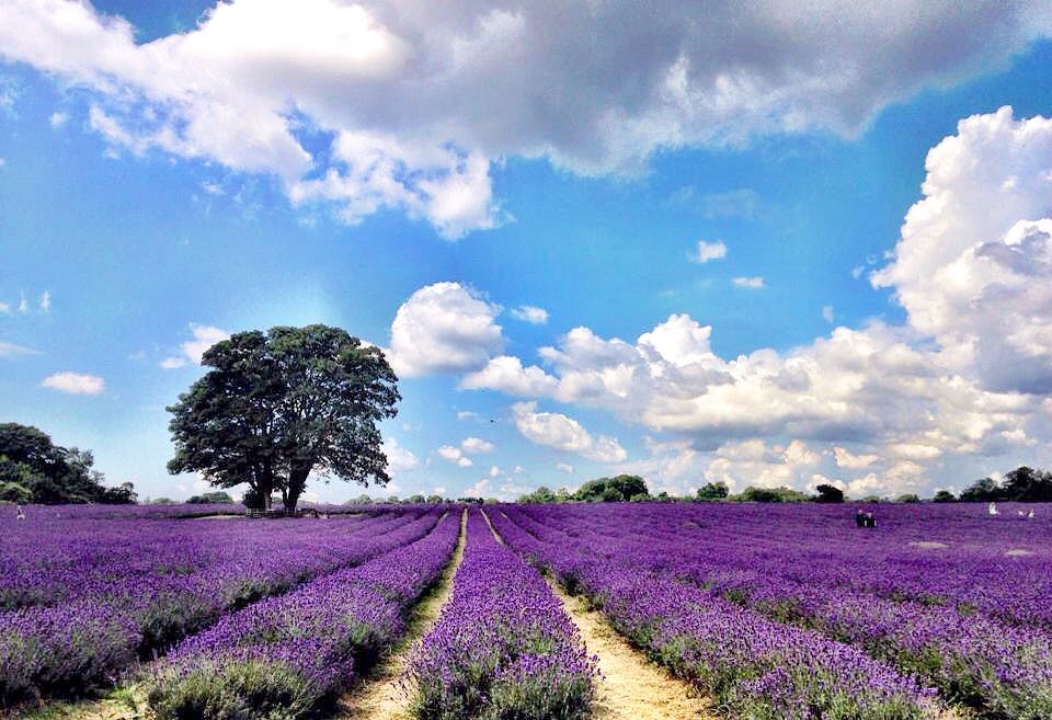Landscape Lavender Field