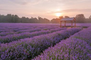 Natural Lavender Field