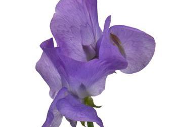 Top Lavender Flowers