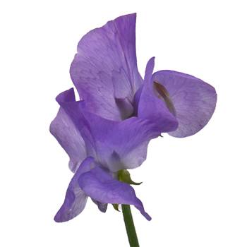 Top Lavender Flowers