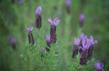 Widescreen Lavender Flowers