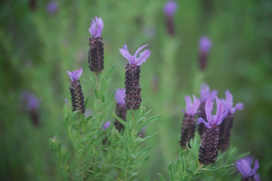 Widescreen Lavender Flowers