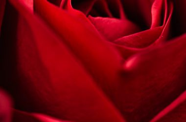 Beautiful Rose Close-up