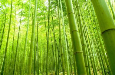 Best Bamboo Wallpaper