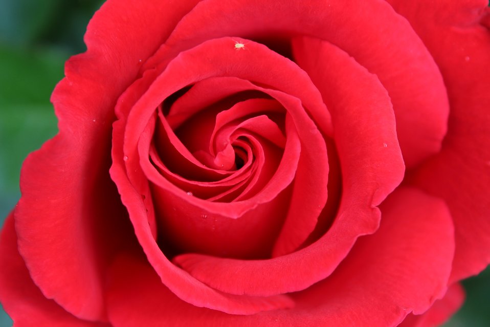 Cool Rose Close-up