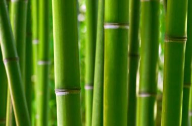 Green Bamboo Wallpaper