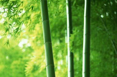 Nice Bamboo Wallpaper