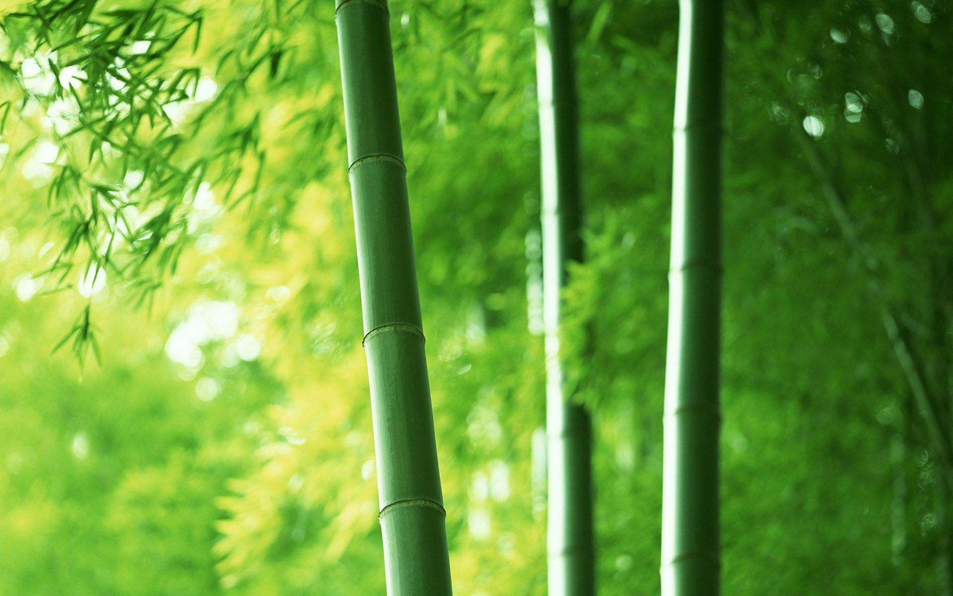 Nice Bamboo Wallpaper
