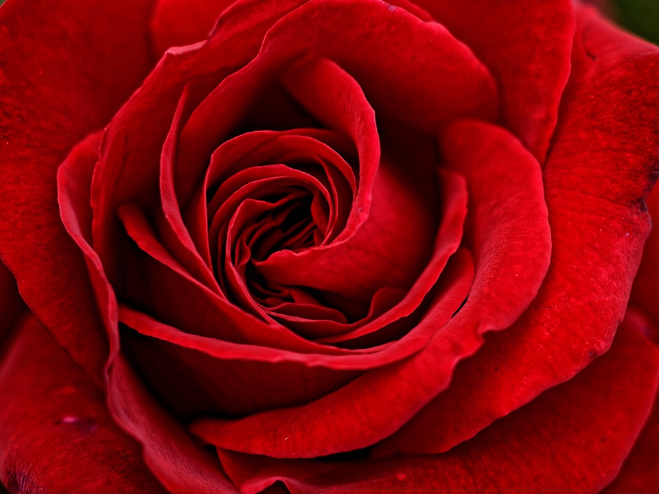 Nice Rose Close-up