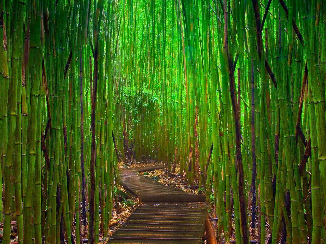 Widescreen Bamboo Wallpaper