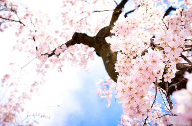 Beautiful Sakura Wallpaper