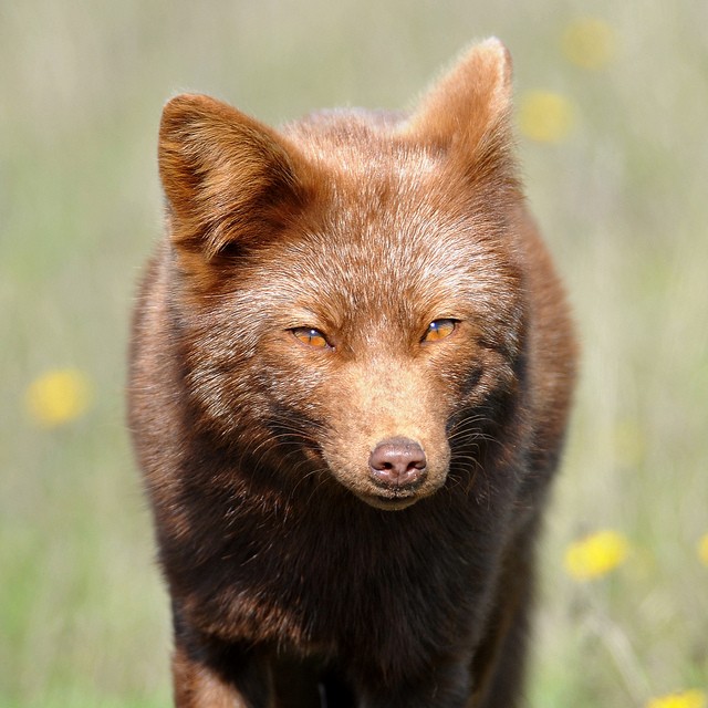 Cute Brown Fox