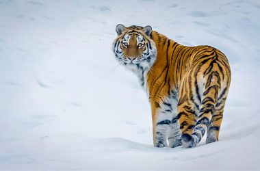 Animal Siberian Tiger