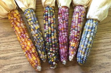 Beautiful Multicolor Corn