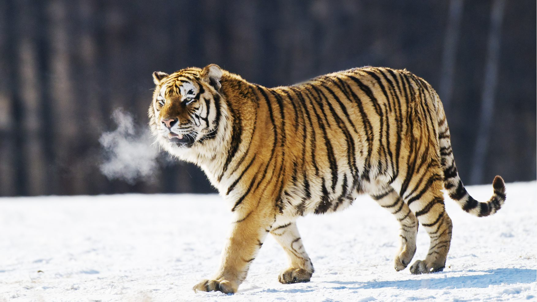 Best Siberian Tiger