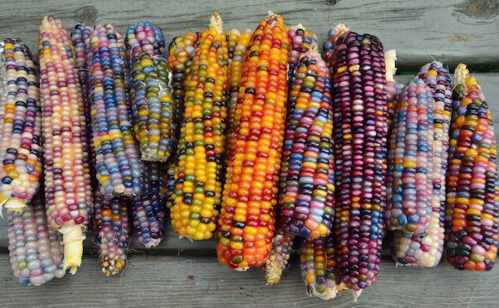 Free Multicolor Corn