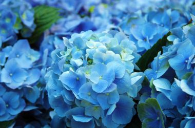 Nice Blue Flower