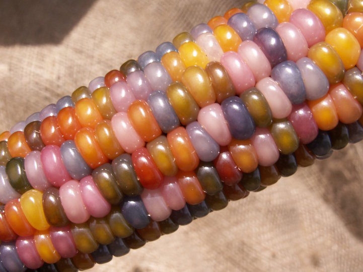 Super Multicolor Corn