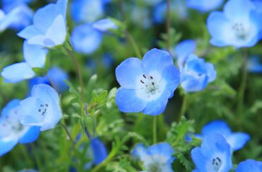 Top Blue Flower