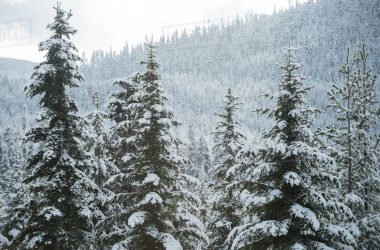 Widescreen Snow Covered Trees
