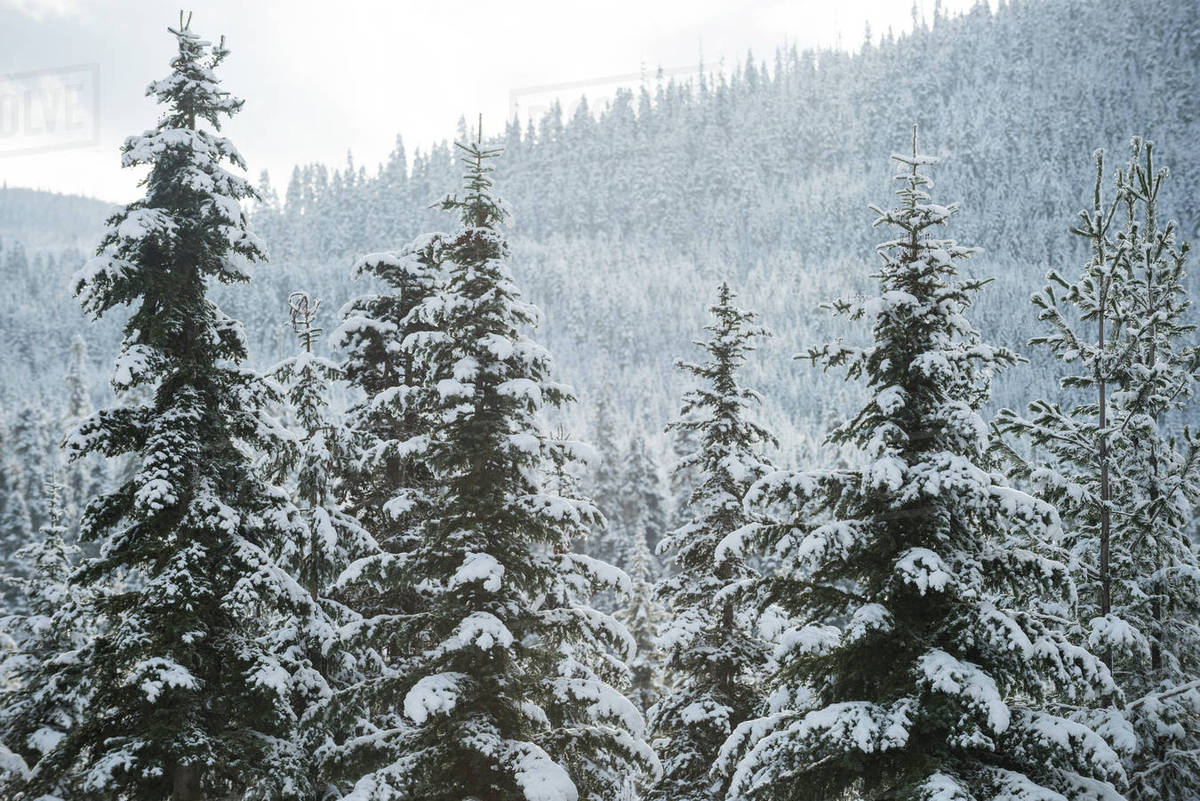 Widescreen Snow Covered Trees