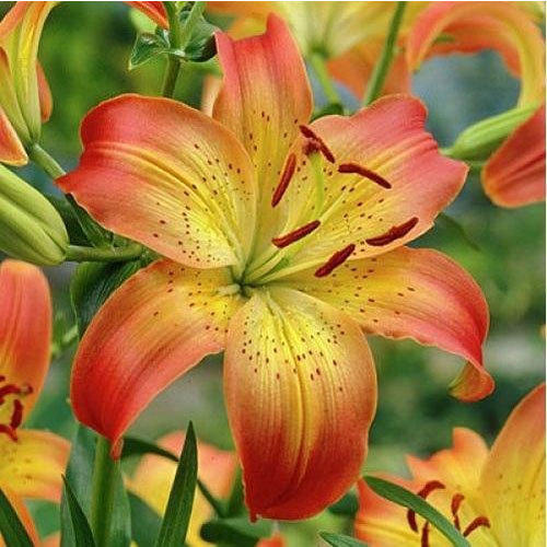 Awesome Lily Flower